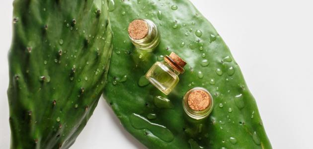 فوائد أوراق التين الشوكي للشعر صورة مقال فوائد أوراق التين الشوكي للشعر