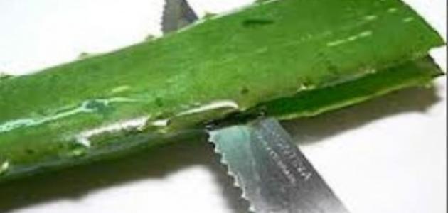 فائدة الصبار للشعر وطريقة استعماله صورة مقال فائدة الصبار للشعر وطريقة استعماله