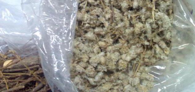 كيفية استخدام عشبة عباءة السيدة صورة مقال كيفية استخدام عشبة عباءة السيدة