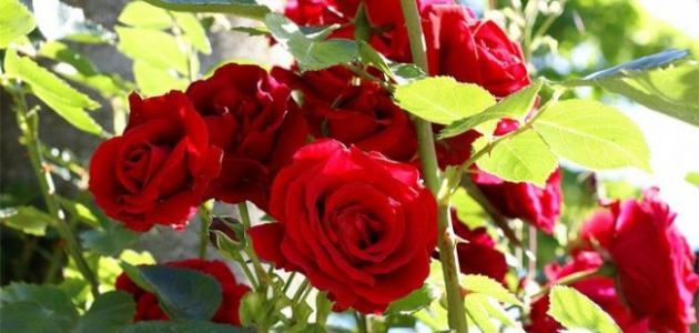 كيفية زراعة الورد الجوري منزلياً صورة مقال كيفية زراعة الورد الجوري منزلياً