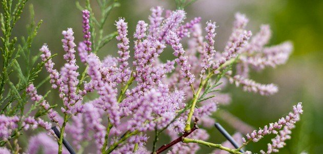 تعريف عن نبات الأثل صورة مقال تعريف عن نبات الأثل