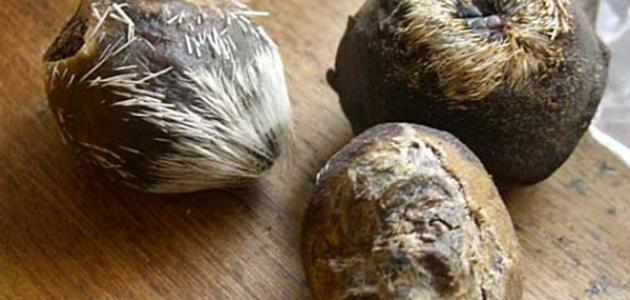 فوائد مسك الغزال الأسود صورة مقال فوائد مسك الغزال الأسود