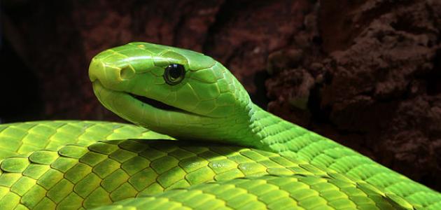 ماذا يُسمى صوت الأفعى صورة مقال ماذا يُسمى صوت الأفعى