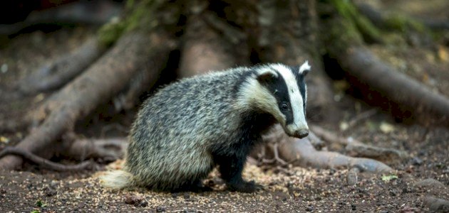 ما هو حيوان الغرير صورة مقال ما هو حيوان الغرير