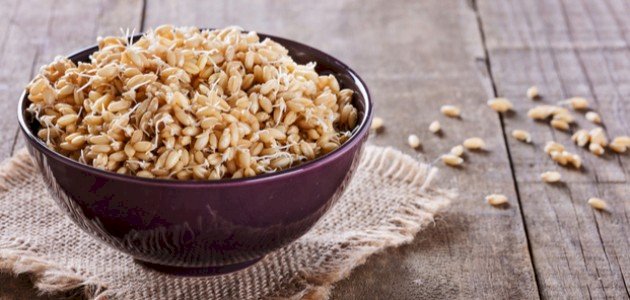 كيف نحصل على جنين القمح صورة مقال كيف نحصل على جنين القمح