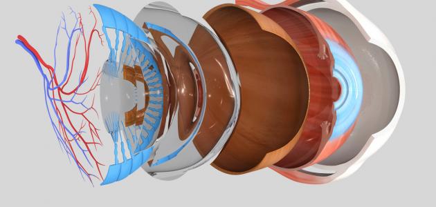 ما هو انفصال الشبكية صورة مقال ما هو انفصال الشبكية