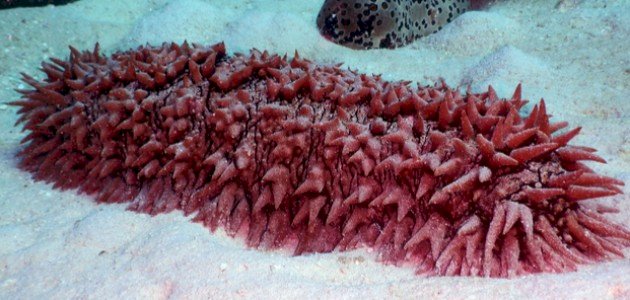 ما هو خيار البحر صورة مقال ما هو خيار البحر