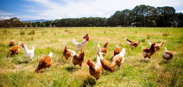 ما مميزات تربية الدواجن صورة مقال ما مميزات تربية الدواجن