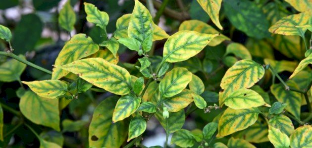 نقص العناصر في النباتات صورة مقال نقص العناصر في النباتات