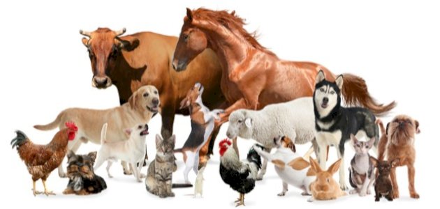 ما هو تدجين الحيوانات صورة مقال ما هو تدجين الحيوانات