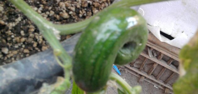 طريقة زراعة الخيار في المنزل صورة مقال طريقة زراعة الخيار في المنزل