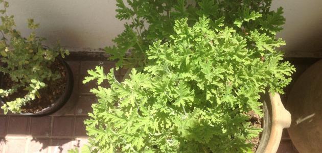 طريقة استخدام عشبة الكثيرة للشعر صورة مقال طريقة استخدام عشبة الكثيرة للشعر