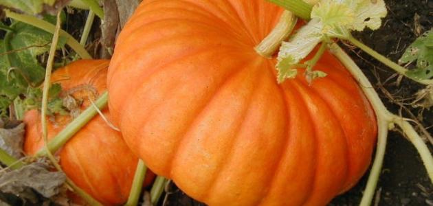 ما هو شجر اليقطين صورة مقال ما هو شجر اليقطين