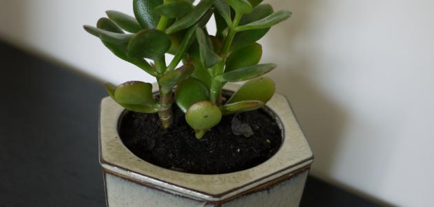 طريقة سقي النباتات المنزلية صورة مقال طريقة سقي النباتات المنزلية