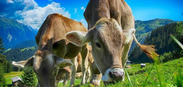 شروط زكاة بهيمة الأنعام صورة مقال شروط زكاة بهيمة الأنعام