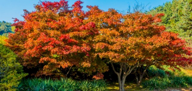 ما هو شجر القيقب صورة مقال ما هو شجر القيقب