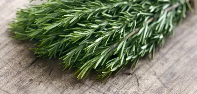 فوائد الإكليل للتخسيس صورة مقال فوائد الإكليل للتخسيس