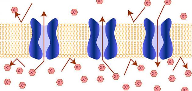 ما هو النقل النشط صورة مقال ما هو النقل النشط