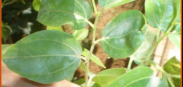 فوائد أوراق السدر للبشرة صورة مقال فوائد أوراق السدر للبشرة