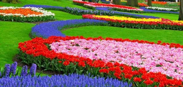 ما هو فصل الربيع صورة مقال ما هو فصل الربيع