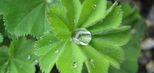 طريقة استعمال عشبة عباءة السيدة صورة مقال طريقة استعمال عشبة عباءة السيدة