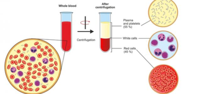 من ماذا يتكون الدم صورة مقال من ماذا يتكون الدم
