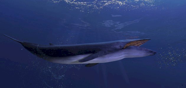 كم يبلغ وزن لسان الحوت الأزرق صورة مقال كم يبلغ وزن لسان الحوت الأزرق