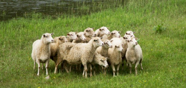 ما هو ثواب الأضحية صورة مقال ما هو ثواب الأضحية