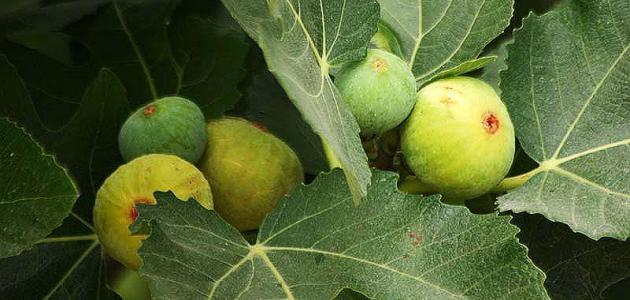 فوائد مغلي ورق التين للتنحيف صورة مقال فوائد مغلي ورق التين للتنحيف