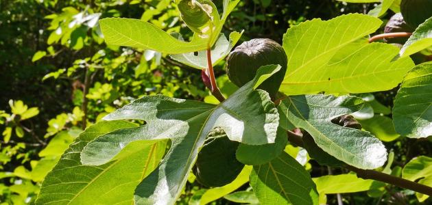 فوائد مغلي ورق التين صورة مقال فوائد مغلي ورق التين