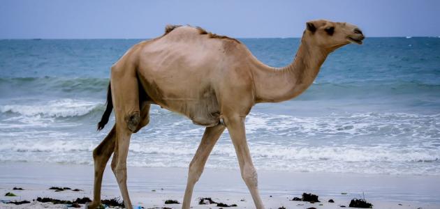 ما اسم ناقة صالح عليه السلام صورة مقال ما اسم ناقة صالح عليه السلام