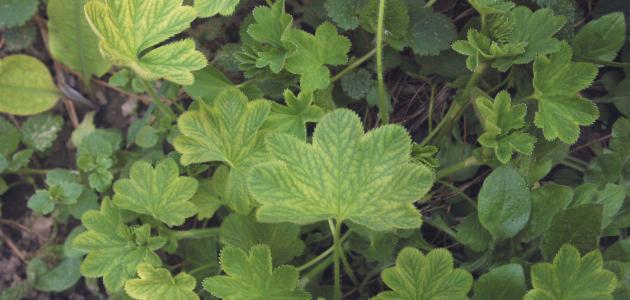 فوائد وأضرار عشبة رجل الأسد صورة مقال فوائد وأضرار عشبة رجل الأسد