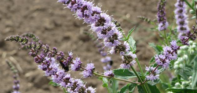 فوائد نبتة فليو صورة مقال فوائد نبتة فليو