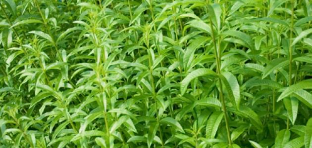 فوائد نبات لويزا صورة مقال فوائد نبات لويزا