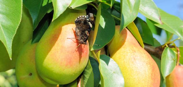 ما هى الحشرات النافعة صورة مقال ما هى الحشرات النافعة