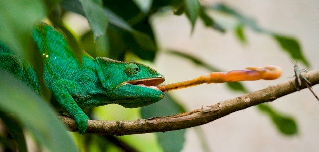 كم طول لسان الحرباء صورة مقال كم طول لسان الحرباء