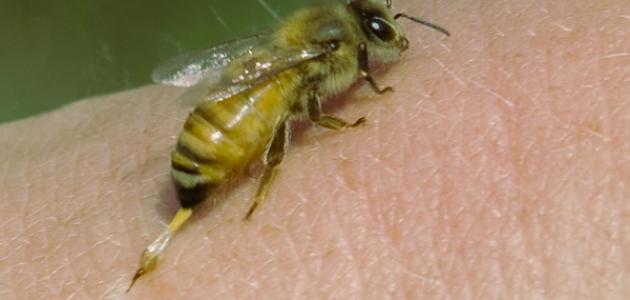 فوائد لدغة النحل صورة مقال فوائد لدغة النحل