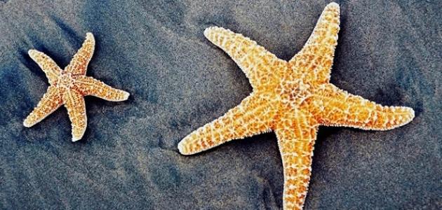 فوائد نجمة البحر صورة مقال فوائد نجمة البحر