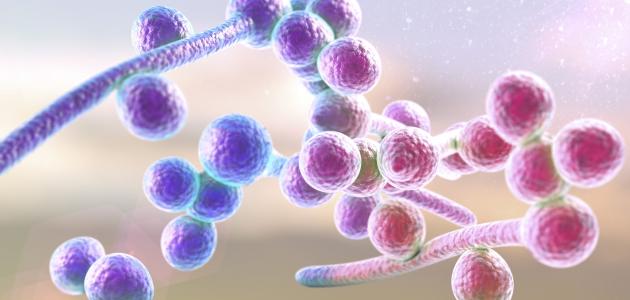 الفطريات في المعدة صورة مقال الفطريات في المعدة