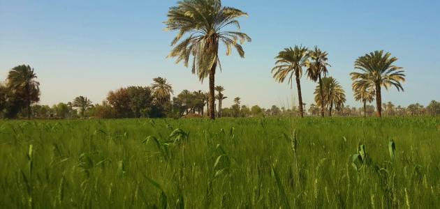 كم عدد محافظات الصعيد صورة مقال كم عدد محافظات الصعيد