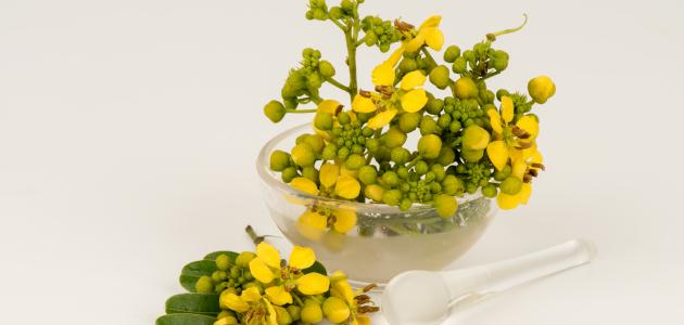 فوائد العشرق للقولون صورة مقال فوائد العشرق للقولون