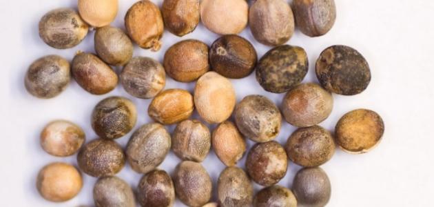 فوائد وأضرار حبة الملوك صورة مقال فوائد وأضرار حبة الملوك