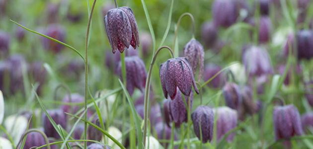 فوائد عشبة رأس الحية صورة مقال فوائد عشبة رأس الحية