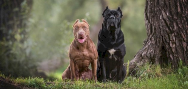 أخطر أنواع الكلاب صورة مقال أخطر أنواع الكلاب