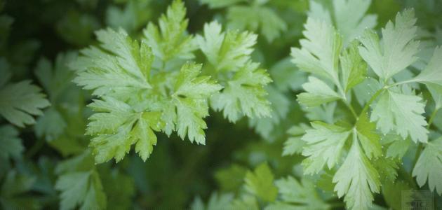 فوائد الكزبرة والبقدونس للتخسيس صورة مقال فوائد الكزبرة والبقدونس للتخسيس