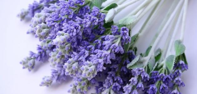 فوائد زهر الخزامى صورة مقال فوائد زهر الخزامى