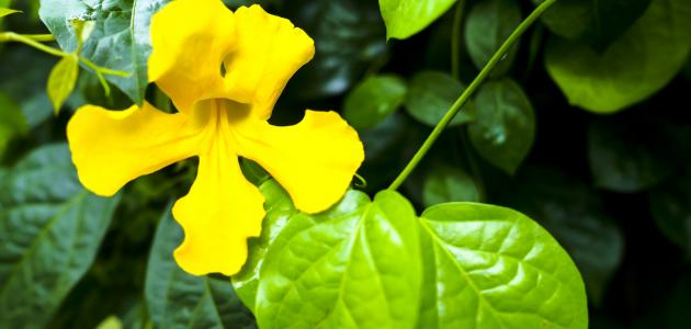 فوائد عشبة مخلب القط صورة مقال فوائد عشبة مخلب القط