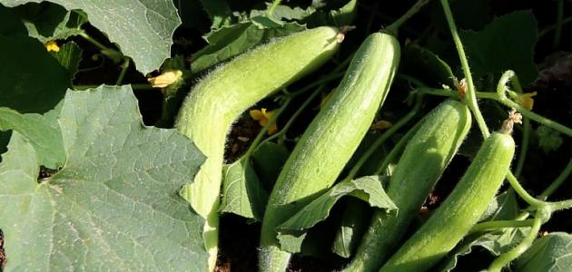 فوائد القثاء والتمر صورة مقال فوائد القثاء والتمر