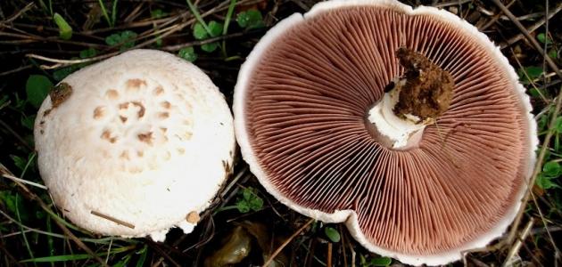 فوائد فطر عيش الغراب صورة مقال فوائد فطر عيش الغراب