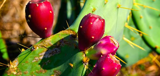 فوائد المر والصبر للبشرة صورة مقال فوائد المر والصبر للبشرة